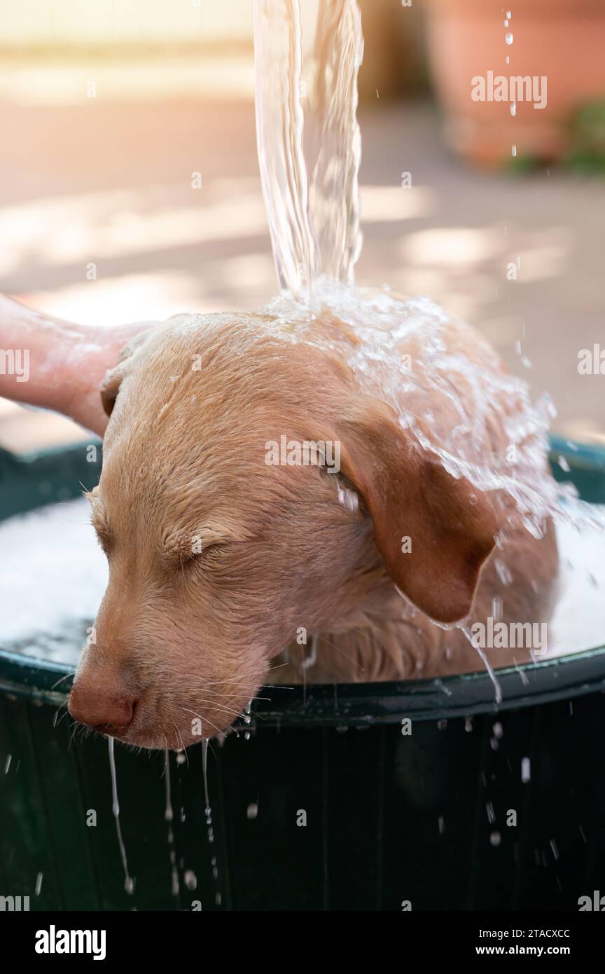 Versare acqua sul cucciolo di labrador nella vasca da bagno, vista ravvicinata Foto Stock