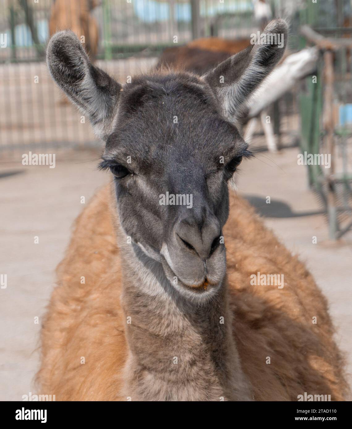 Animali buffi. Llama. Lama. Fotografia dello zoo. Momento divertente. Primo piano. Ritratto Foto Stock