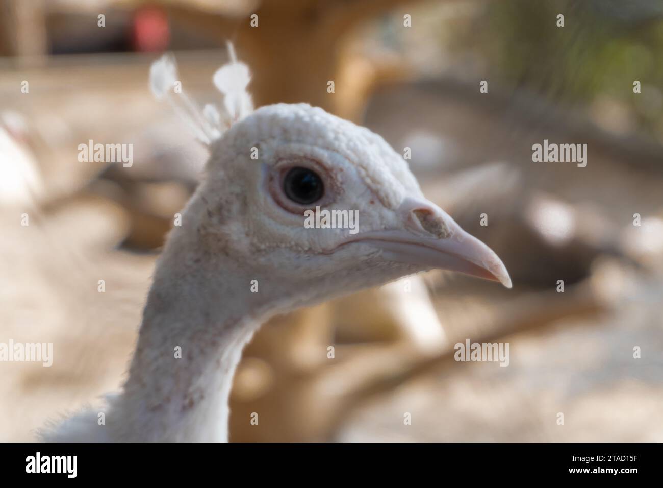 Pavone bianco nello zoo, vista ravvicinata della testa e del collo. Primo piano sulla fauna selvatica del tacchino bianco, tacchino bianco nel giardino ornitologico Foto Stock