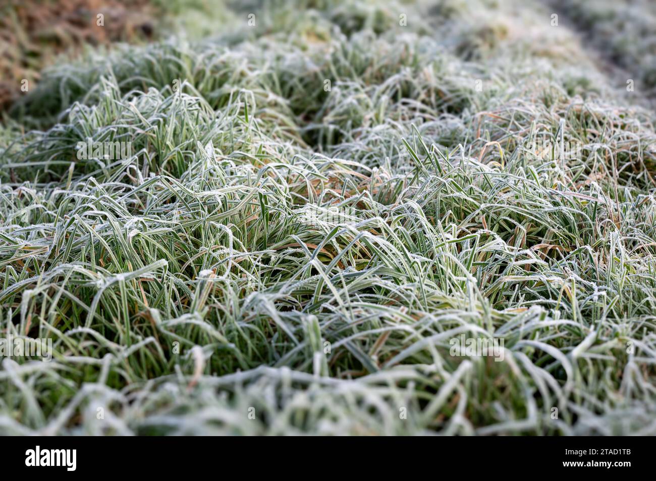 Primo piano della brina che ricopre l'erba lunga in un campo. Foto Stock