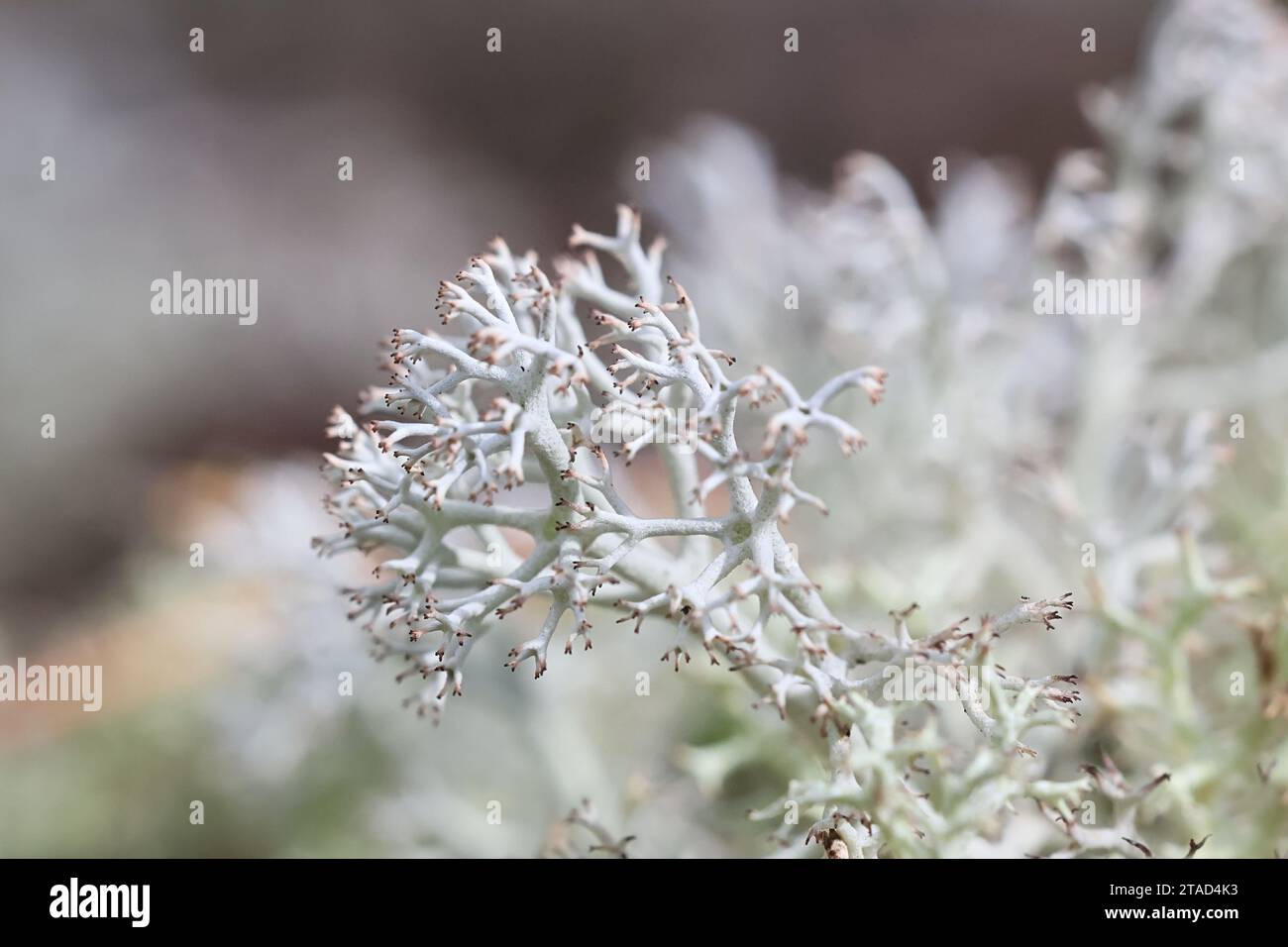 Cladonia arbuscula, comunemente noto come muschio di renna, coppa di arbusti lichen o lichen verde di renna Foto Stock