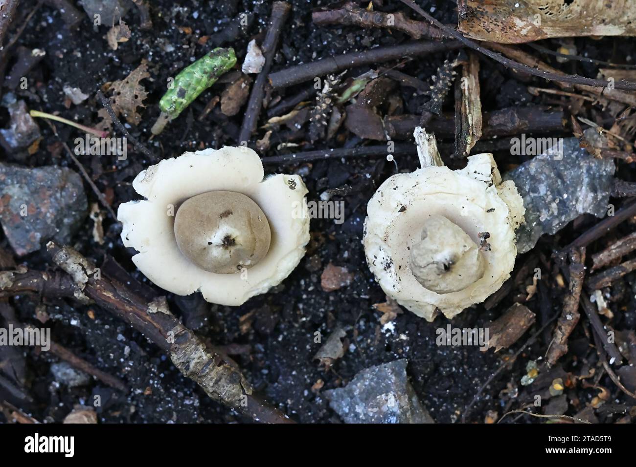 Geastrum fimbriatum, noto come le frange earthstar o sessili earthstar di funghi selvatici dalla Finlandia Foto Stock