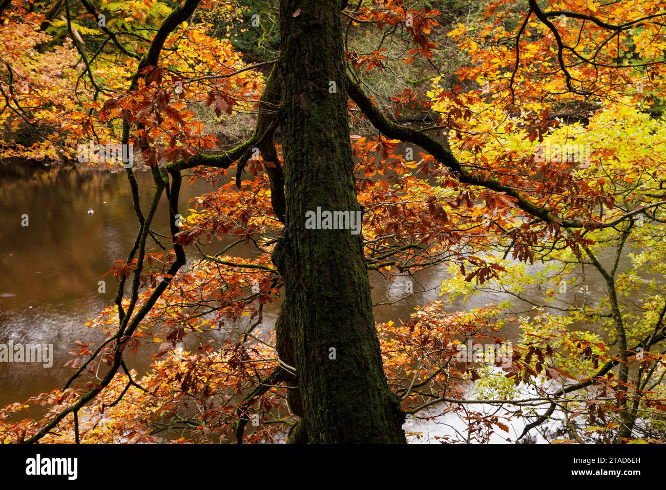 Autunno a Redisher Wood, Ramsbottom Foto Stock