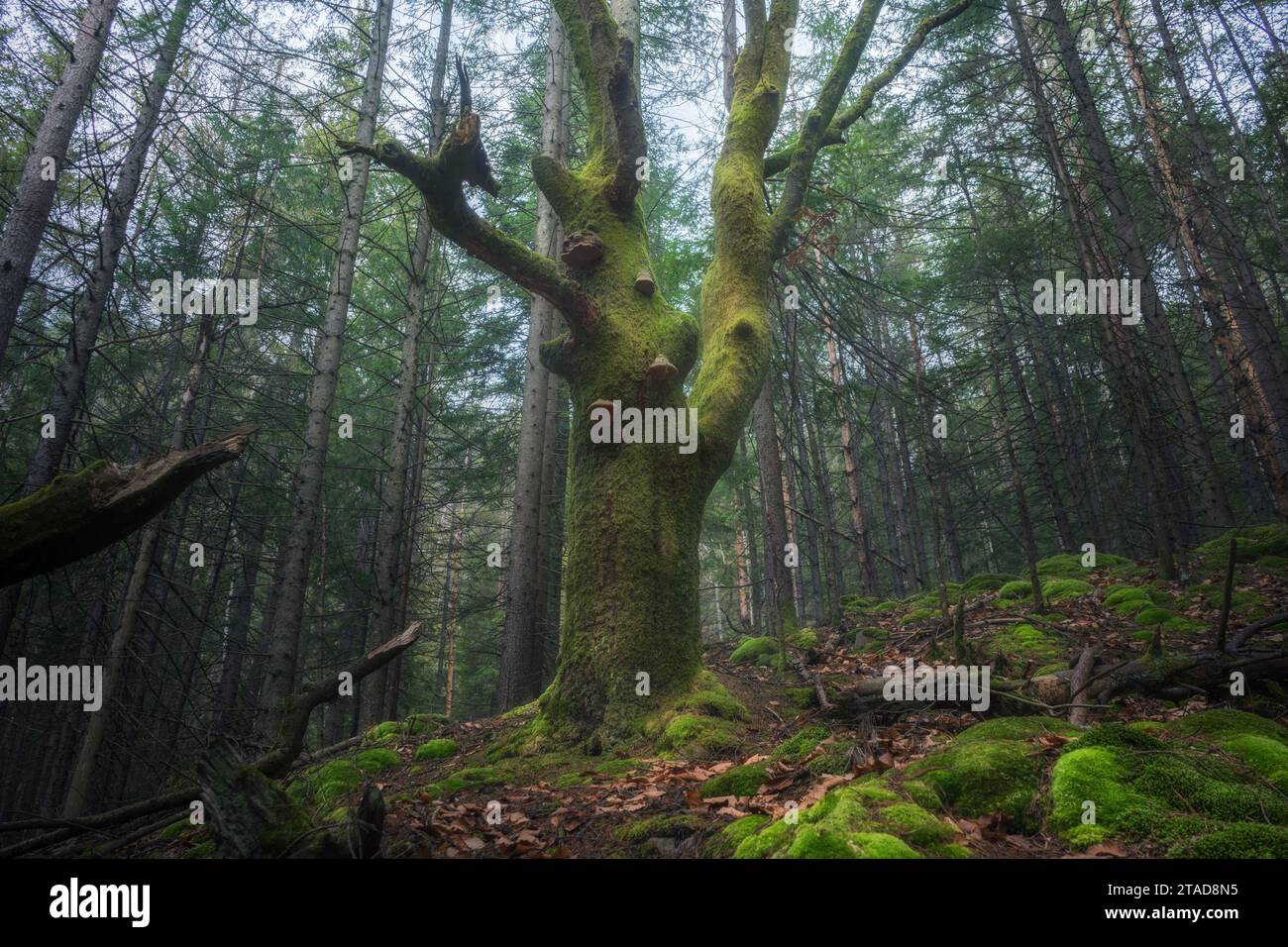 Grande albero ricoperto di muschio nel mezzo della mistica foresta nebbiosa. Suggestivo paesaggio fatato. Foto Stock