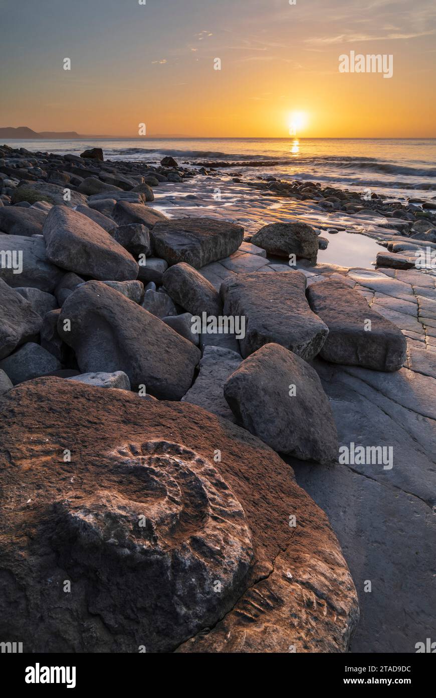 Ammoniaca fossilizzata sulla pavimentazione ammoniacale all'alba, Lyme Regis, Dorset, Inghilterra. Inverno (febbraio) 2022. Foto Stock