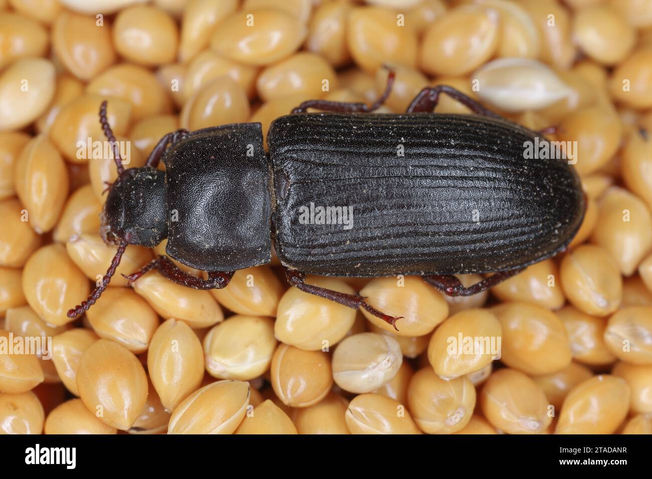 Verme giallo Tenebrio molitor, disinfestante per conservazione Coleottero adulto, su semi di miglio. Foto Stock