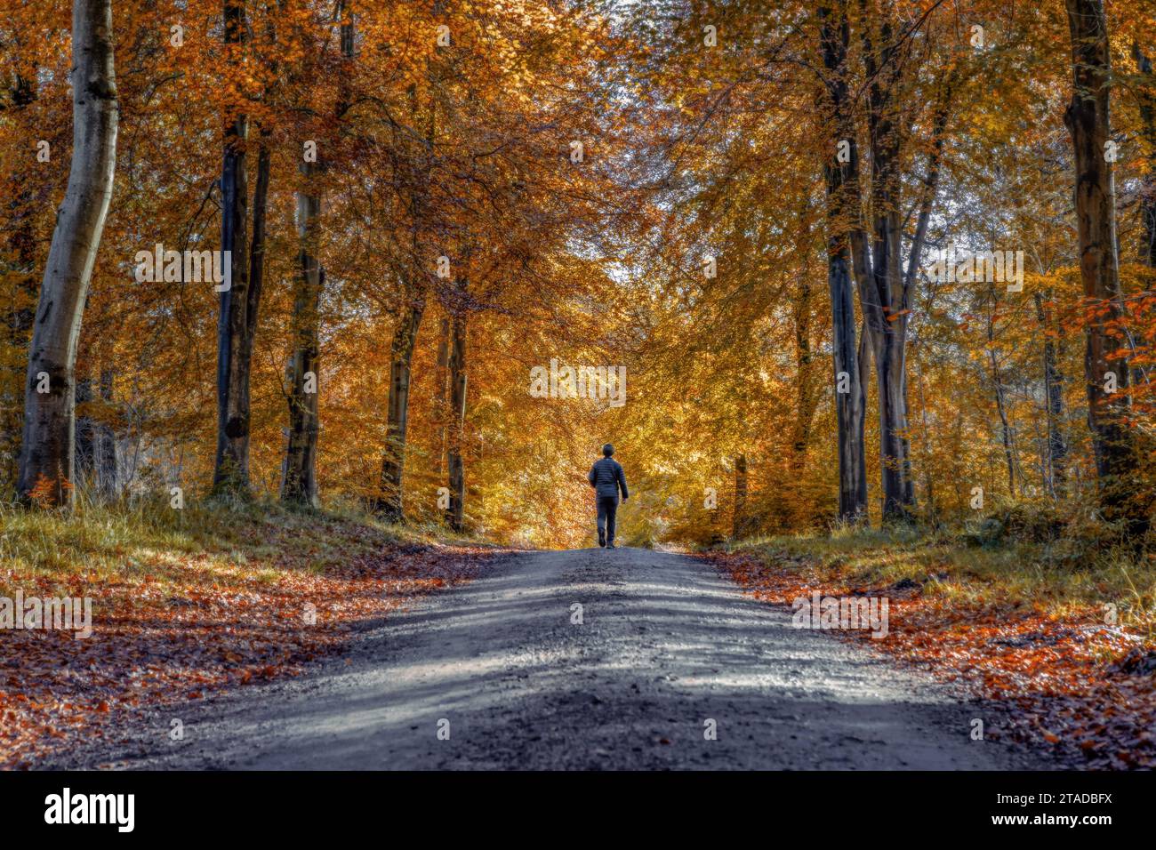 Uomo che cammina lungo Grand avenue a Savernake Forest, Wiltshire in autunno Foto Stock