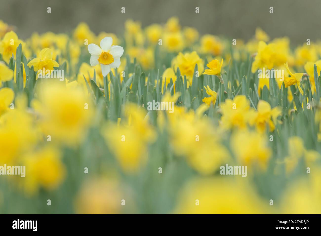 Campo di narcisi in un campo cornico, Cornovaglia, Inghilterra. Primavera (aprile) 2022. Foto Stock