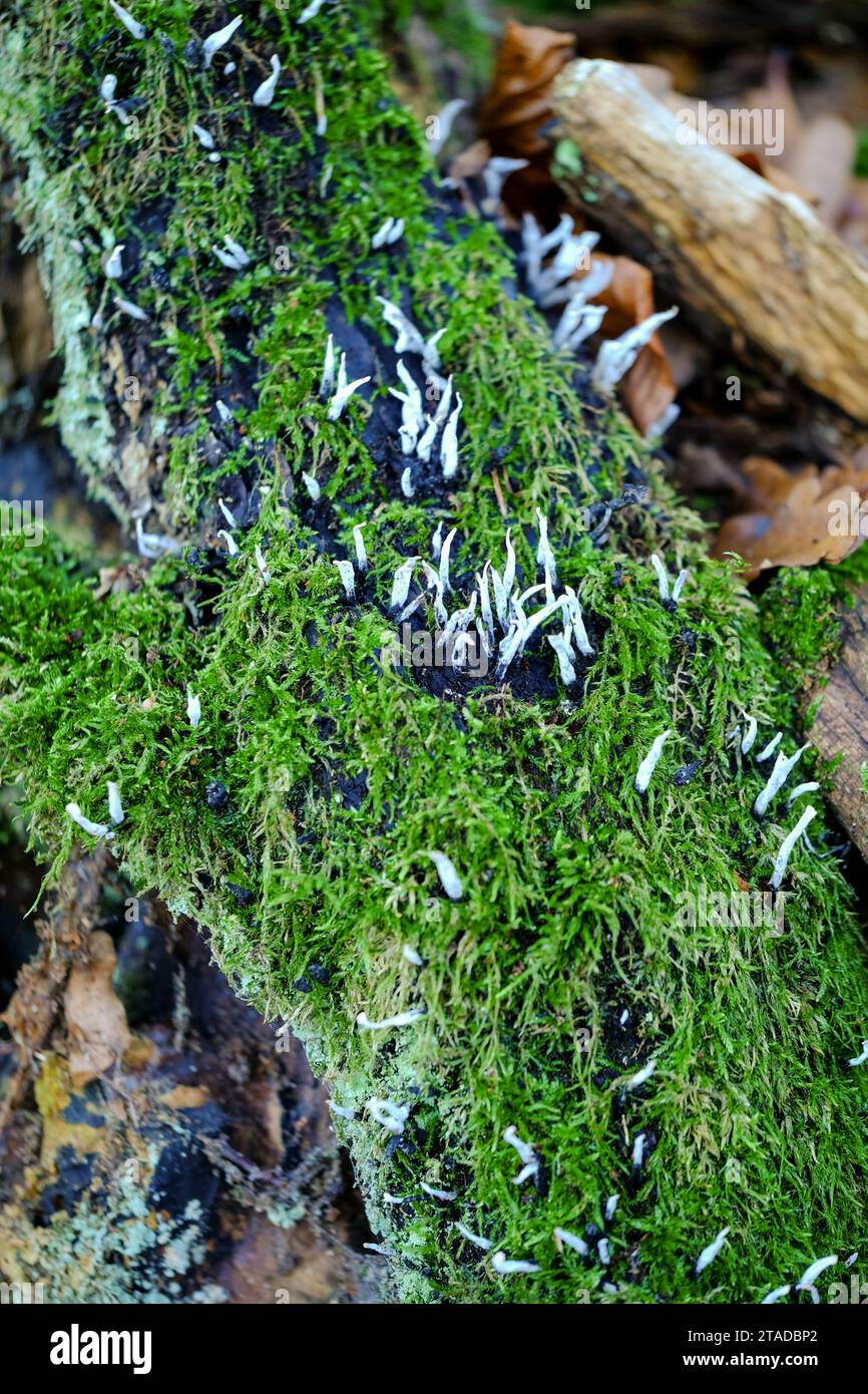 Bellissimi funghi sul pavimento della foresta al sole. Primo piano di splendidi funghi al sole in autunno, presi in Baviera. Foto Stock