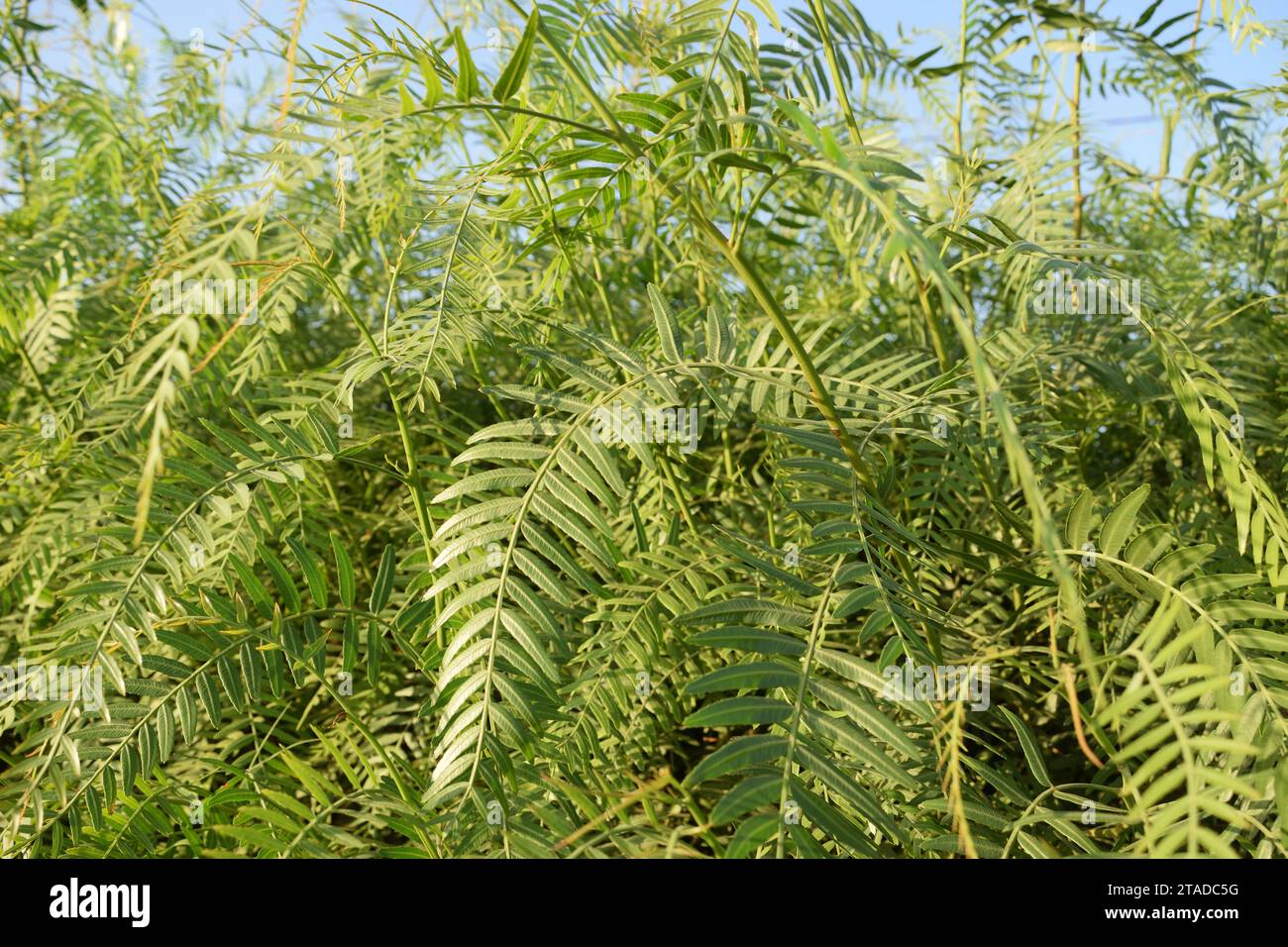 Foto non curata dell'albero di mais con un bel fogliame Schinus areira, Schinus molle. utile per gli sfondi Foto Stock