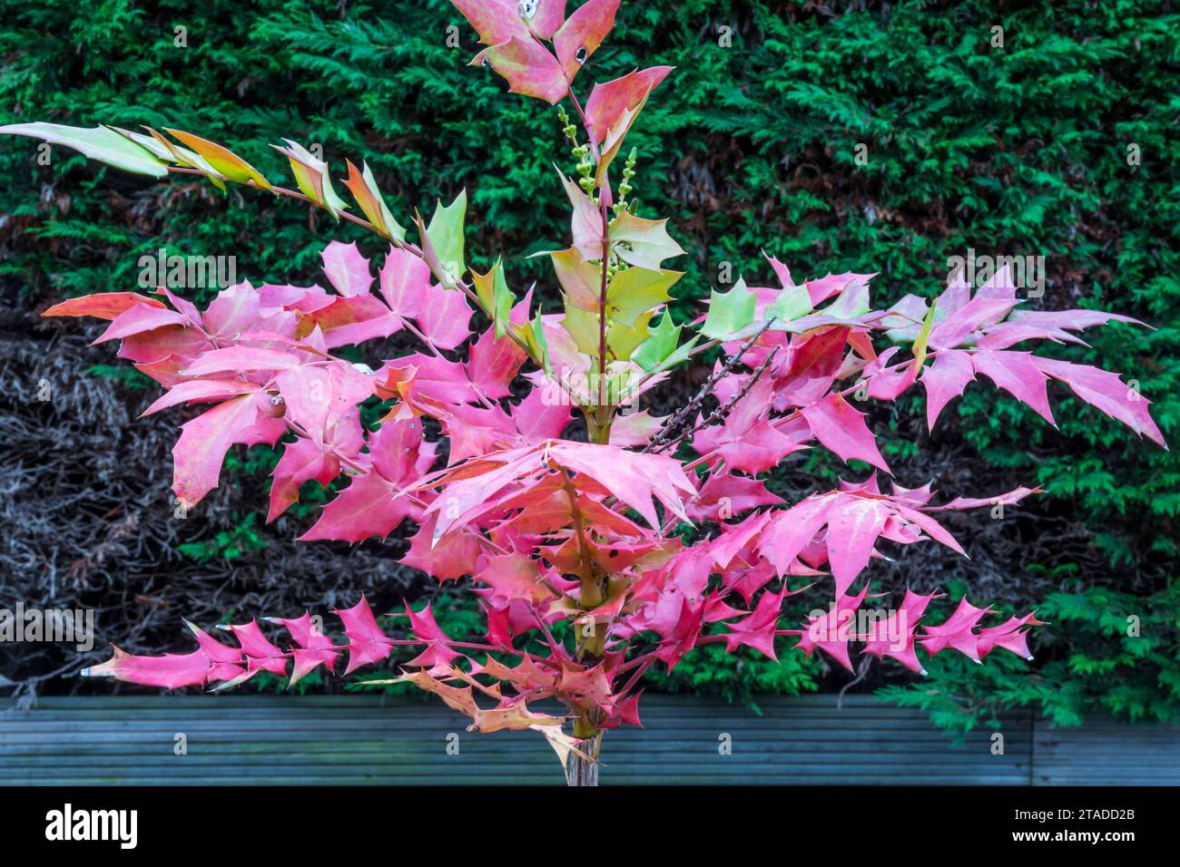 Mahonia x media "Winter Sun". Foto Stock