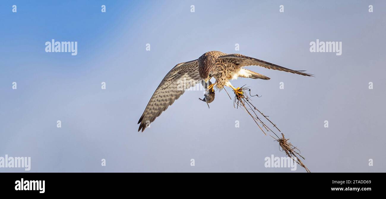 Falco tinnunculus vola e ha un topo tra gli artigli, la migliore foto Foto Stock