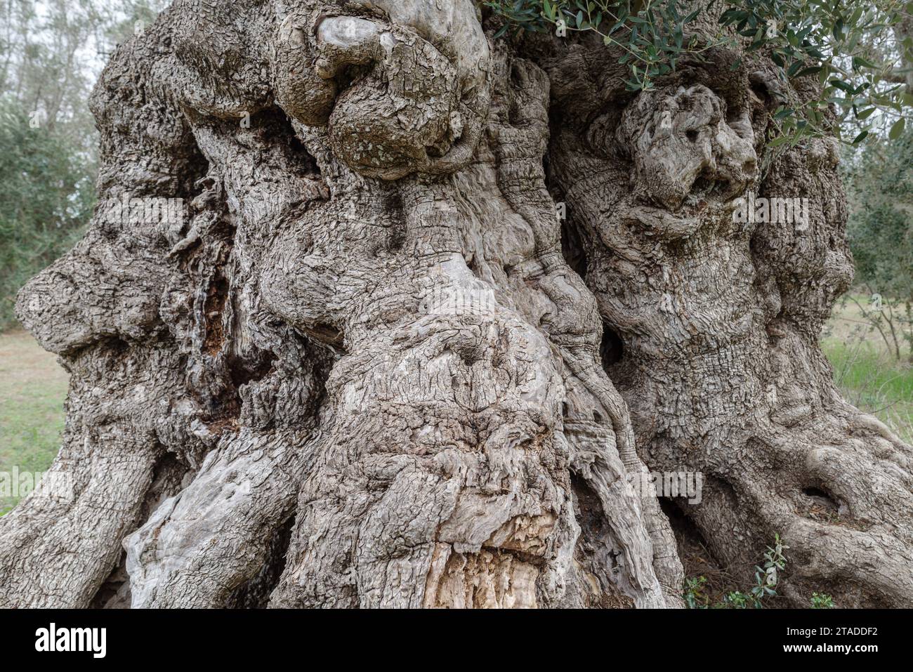 Primo piano del tronco di un antico olivo, età stimata di 3000 anni, Puglia, Salento, Italia Foto Stock