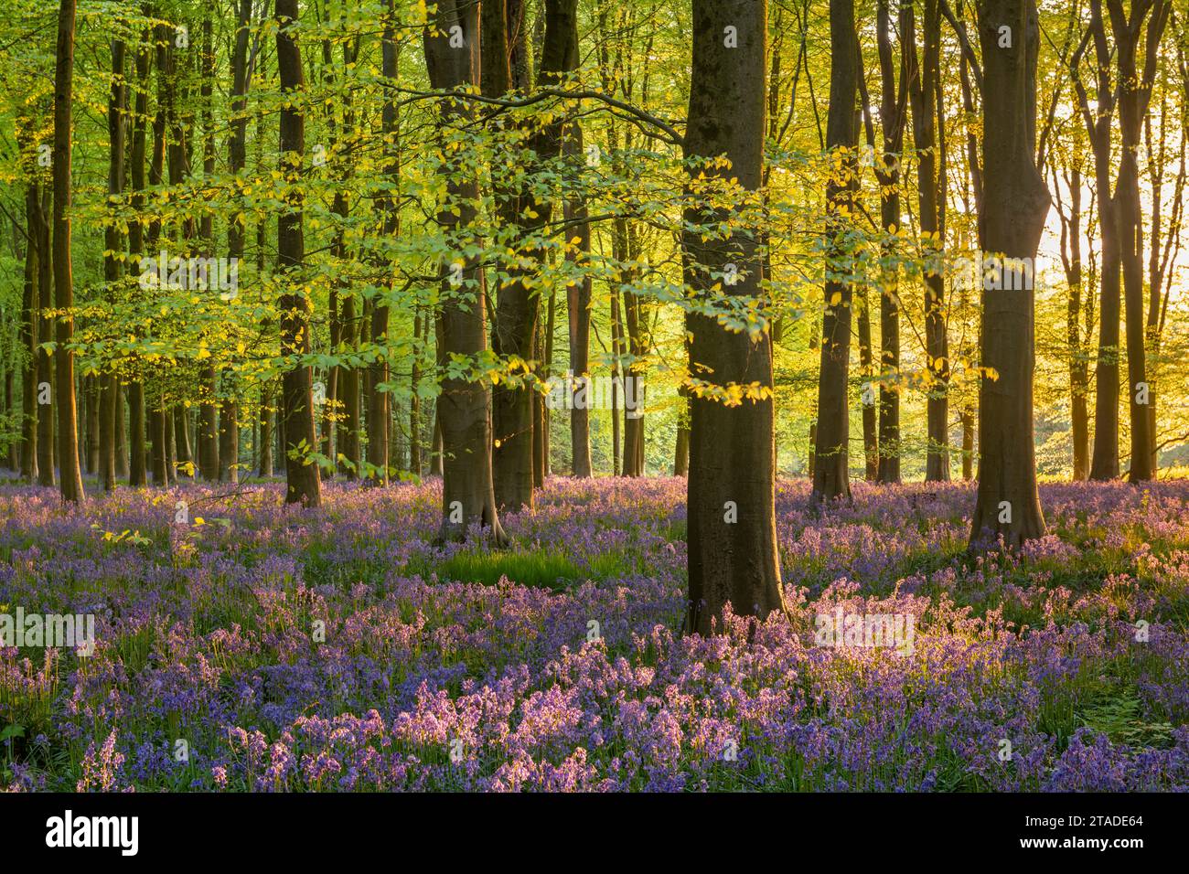 Il sole in tarda serata in un bellissimo bosco di bluebell, West Woods, Wiltshire, Inghilterra. Primavera (maggio) 2022. Foto Stock