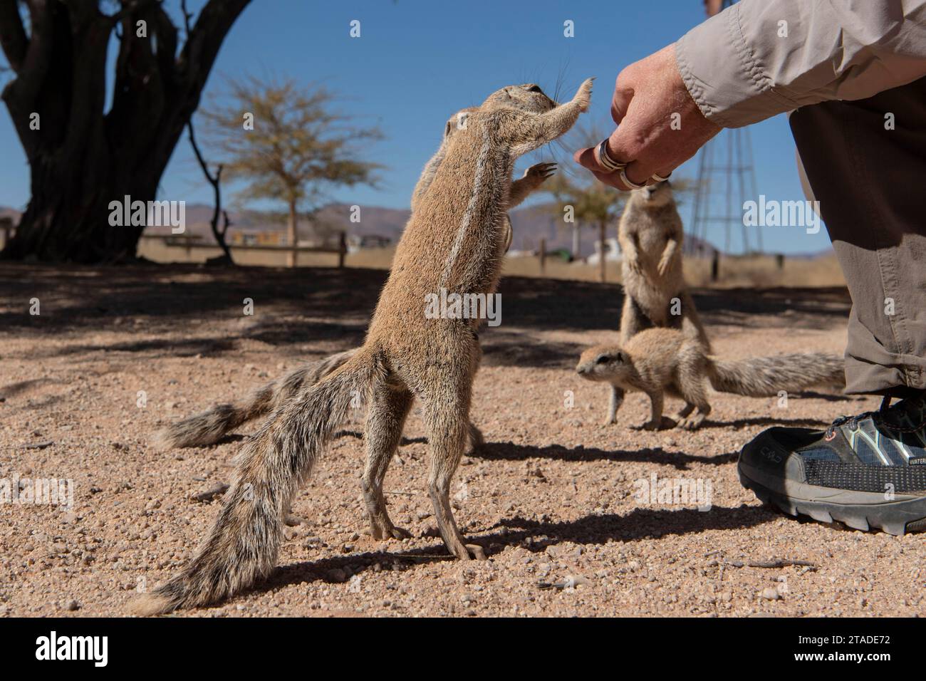 Scoiattolo di montagna (Xerus princeps), scoiattolo di setole Damara Solitario, Namibia, Africa Foto Stock