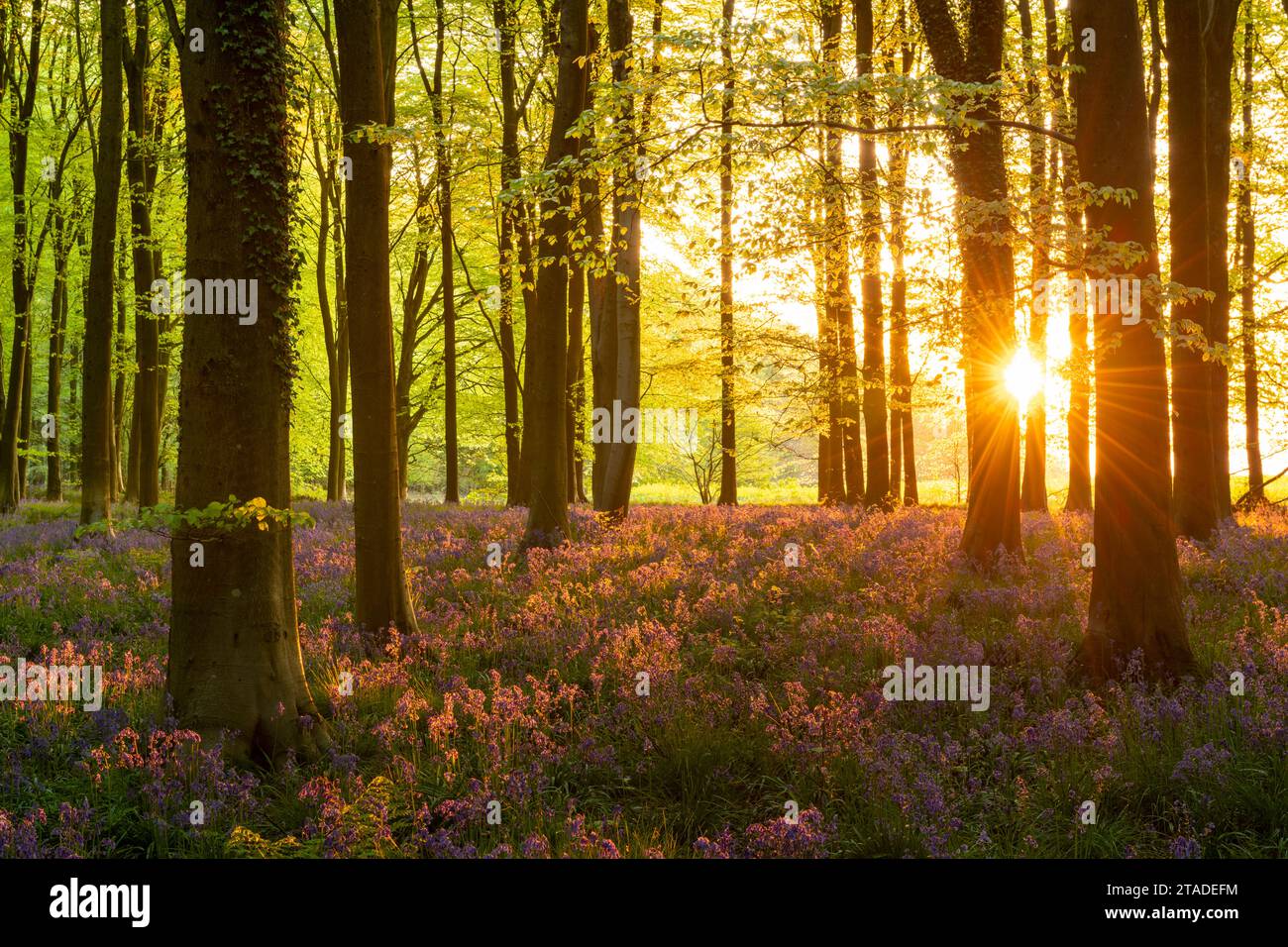 Il sole in tarda serata in un bellissimo bosco di bluebell, West Woods, Wiltshire, Inghilterra. Primavera (maggio) 2022. Foto Stock