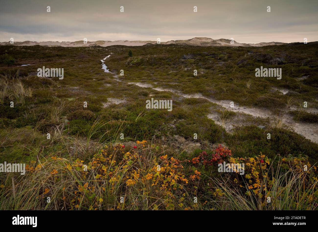 Paesaggio dune, dune di sabbia mutevole, isola di Sylt nel Mare del Nord, Frisia settentrionale, Schleswig-Holstein, Germania Foto Stock