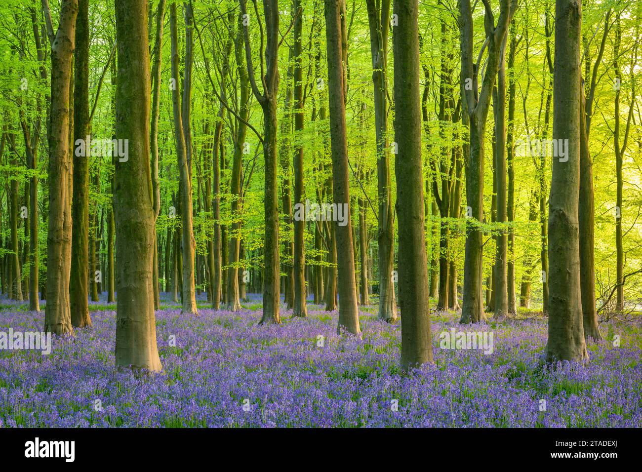 Il sole in tarda serata in un bellissimo bosco di bluebell, West Woods, Wiltshire, Inghilterra. Primavera (maggio) 2022. Foto Stock