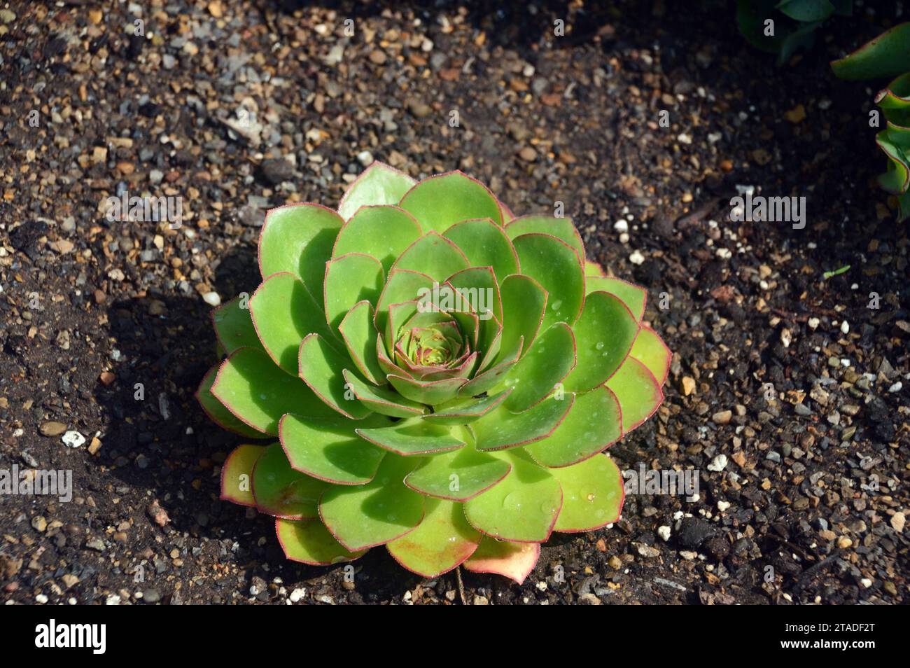 Green Semponium 'Diamond' succulenta coltivata nella serra presso RHS Bridgewater, Worsley, Salford, Greater Manchester, Regno Unito. Foto Stock