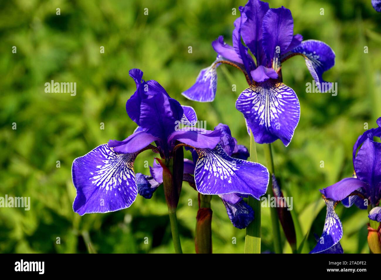 Tall Blue/Purple Siberian Iris 'Flight of Butterflies' Flowers Grown in the Borders presso RHS Bridgewater, Worsley, Salford, Greater Manchester, Regno Unito. Foto Stock