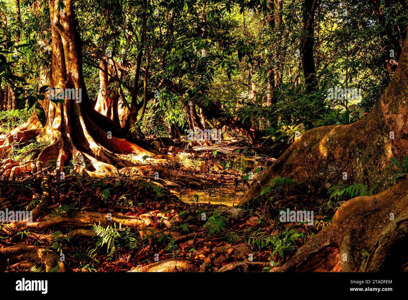 Incantevole scenario del sentiero nella foresta selvaggia a Deep Woodland. Foto Stock