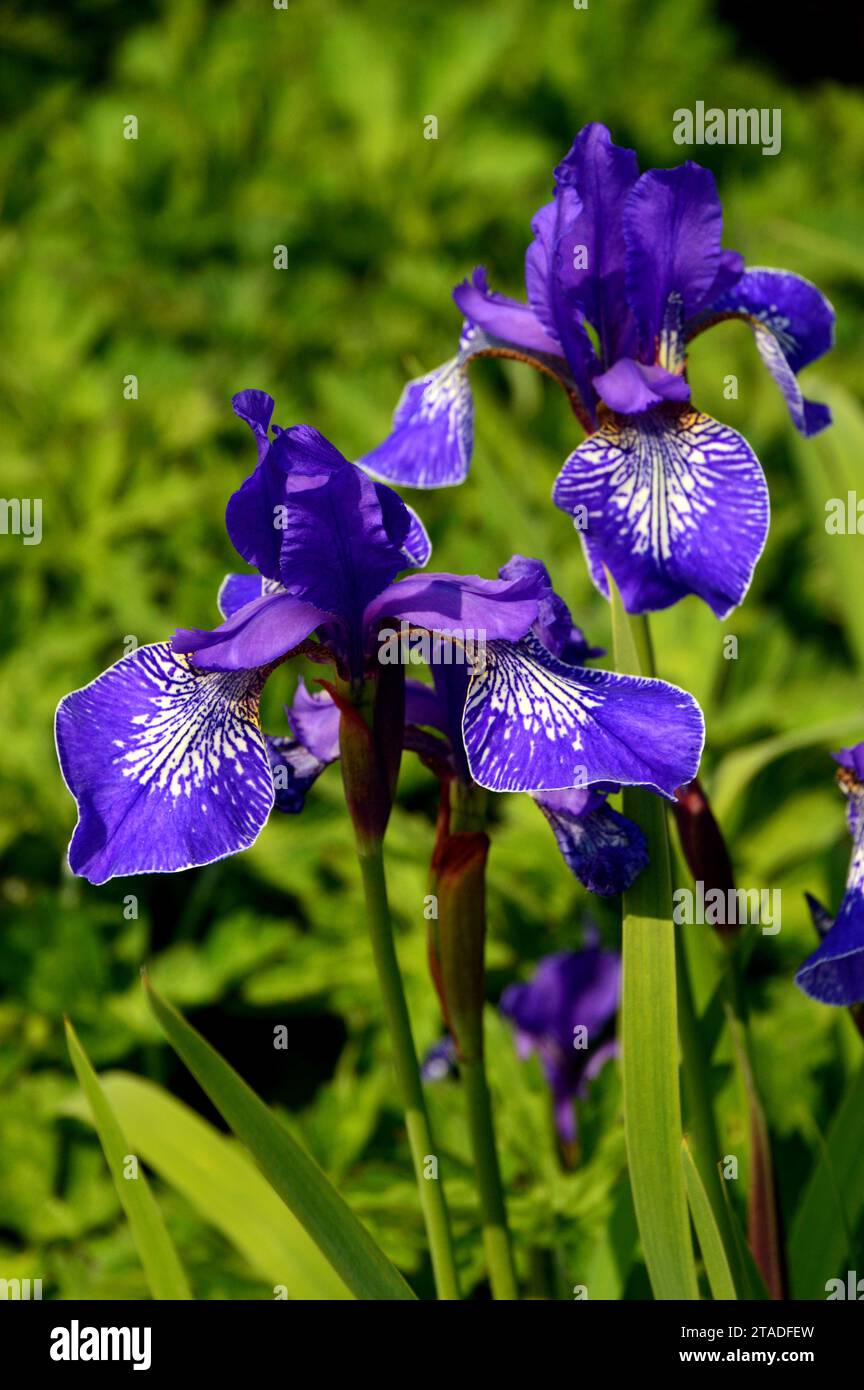 Tall Blue/Purple Siberian Iris 'Flight of Butterflies' Flowers Grown in the Borders presso RHS Bridgewater, Worsley, Salford, Greater Manchester, Regno Unito. Foto Stock