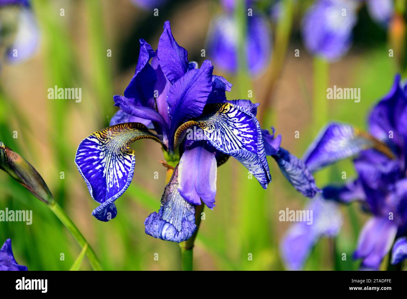 Tall Blue/Purple Siberian Iris 'Flight of Butterflies' Flowers Grown in the Borders presso RHS Bridgewater, Worsley, Salford, Greater Manchester, Regno Unito. Foto Stock