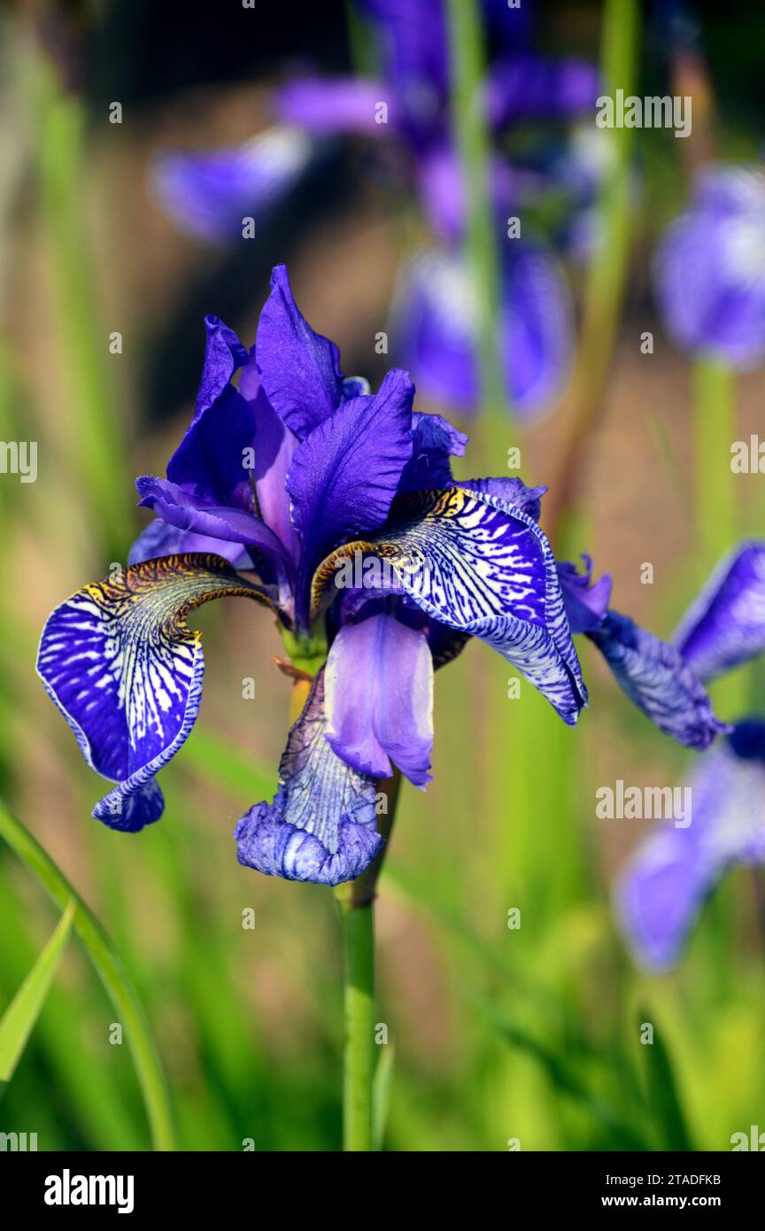 Tall Blue/Purple Siberian Iris 'Flight of Butterflies' Flowers Grown in the Borders presso RHS Bridgewater, Worsley, Salford, Greater Manchester, Regno Unito. Foto Stock