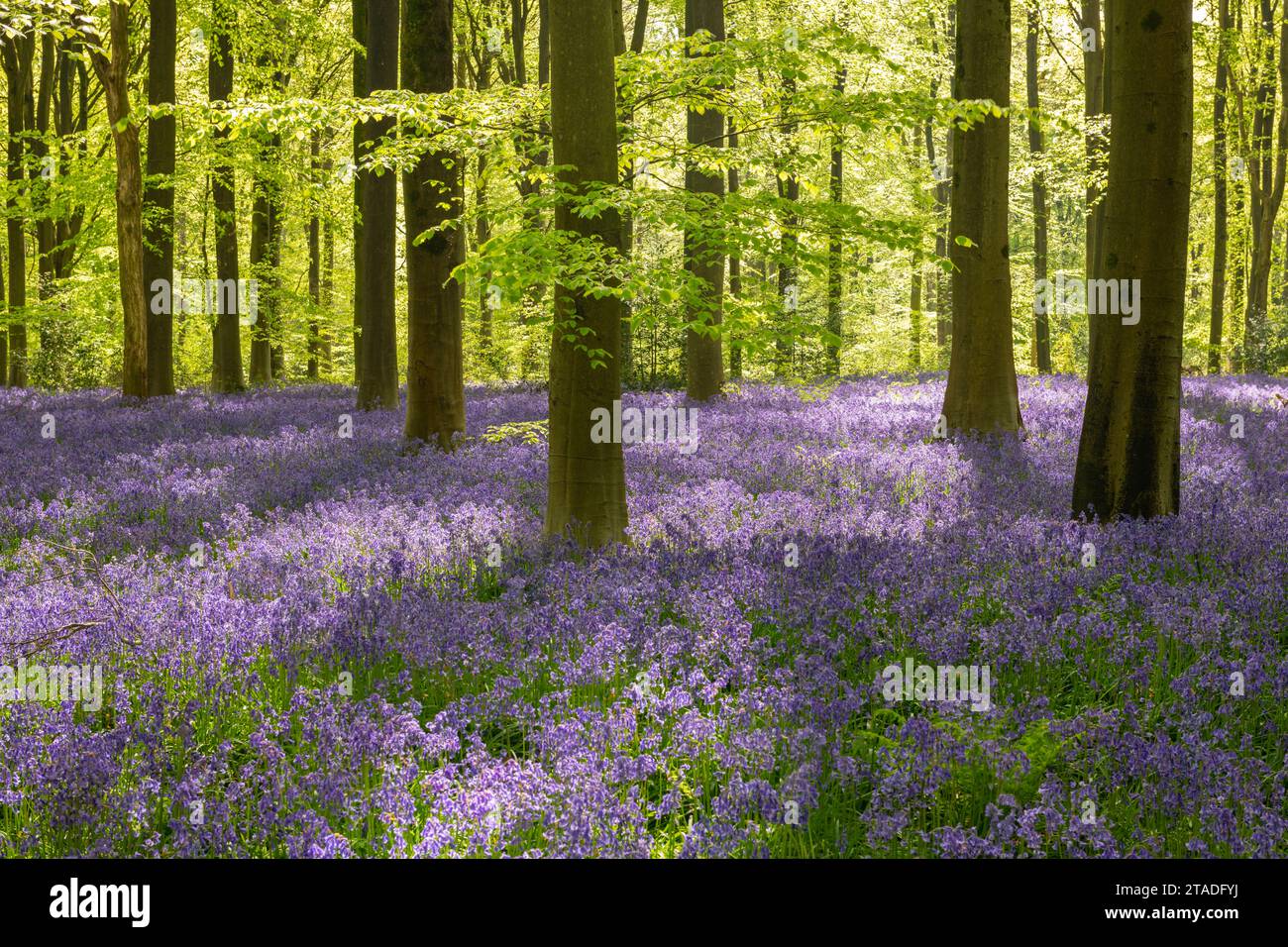 Luce del sole del mattino in un bosco di bluebell, West Woods, Wiltshire, Inghilterra. Primavera (maggio) 2022. Foto Stock