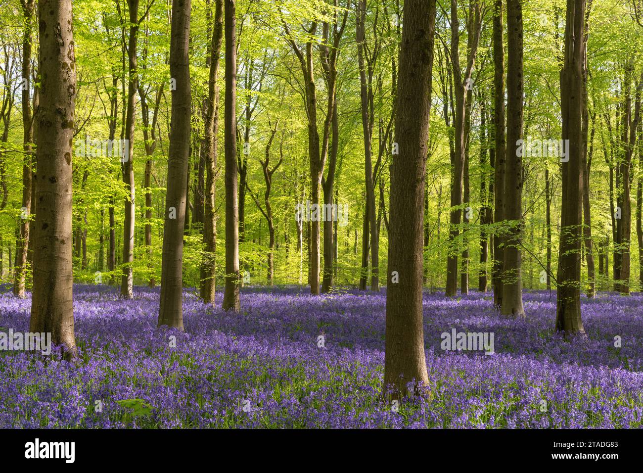 Luce del sole del mattino in un bosco di bluebell, West Woods, Wiltshire, Inghilterra. Primavera (maggio) 2022. Foto Stock