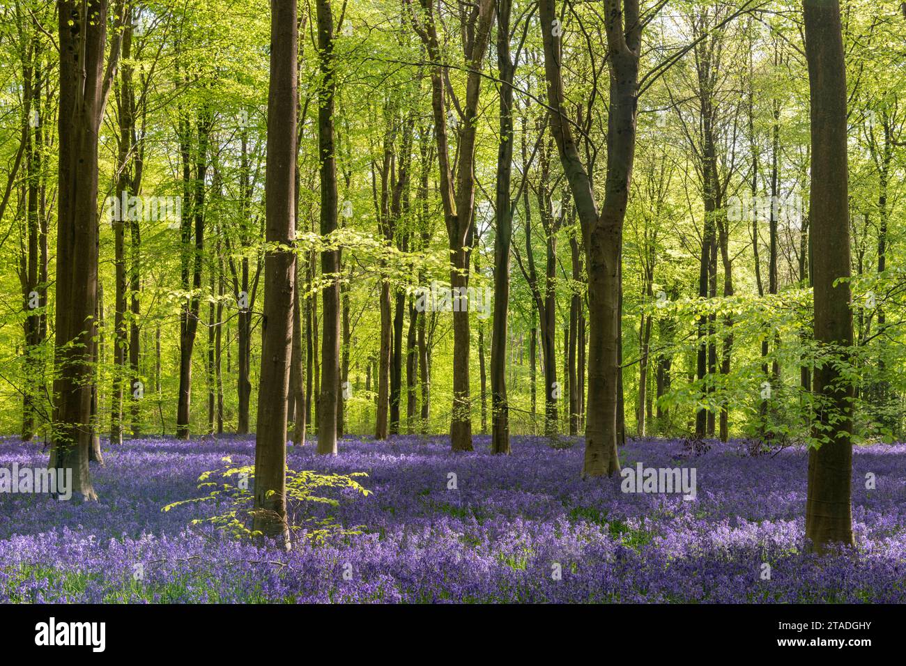 Luce del sole del mattino in un bosco di bluebell, West Woods, Wiltshire, Inghilterra. Primavera (maggio) 2022. Foto Stock