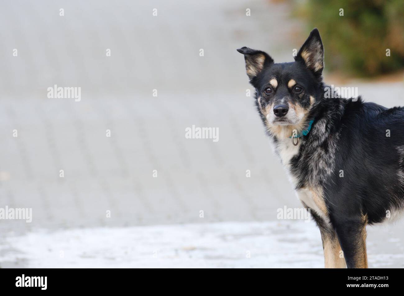 Ritratto di cane solitario per strada. Sfondo urbano sfocato. Spazio di copia per il posizionamento del testo. Foto Stock