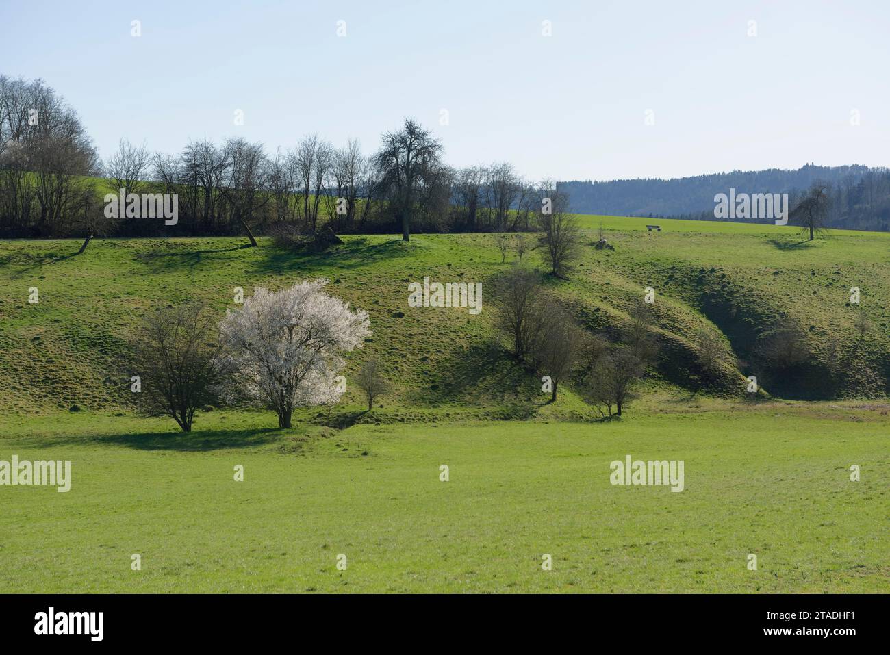 Risveglio primaverile ai piedi del Limpurger Berge, Rosengarten, Limpurger Land, Naturpark Schwaebisch-Fraenkischer Wald, Kocher, Kochertal Foto Stock