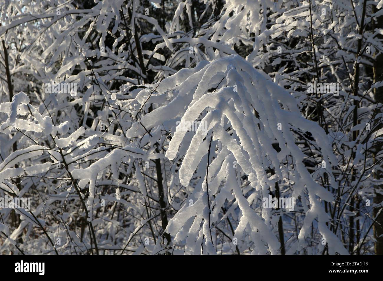 La neve pesante ha bagnato i rami degli alberi nella foresta dopo una forte nevicata nella regione di Leningrado. Foto Stock