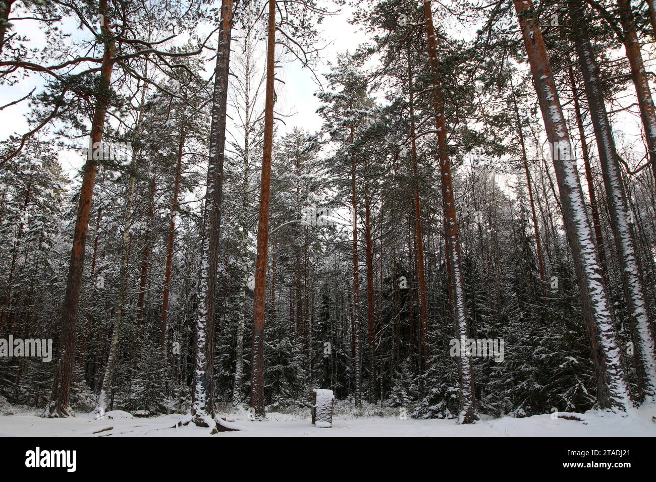 La neve pesante ha bagnato i rami degli alberi nella foresta dopo una forte nevicata nella regione di Leningrado. Foto Stock