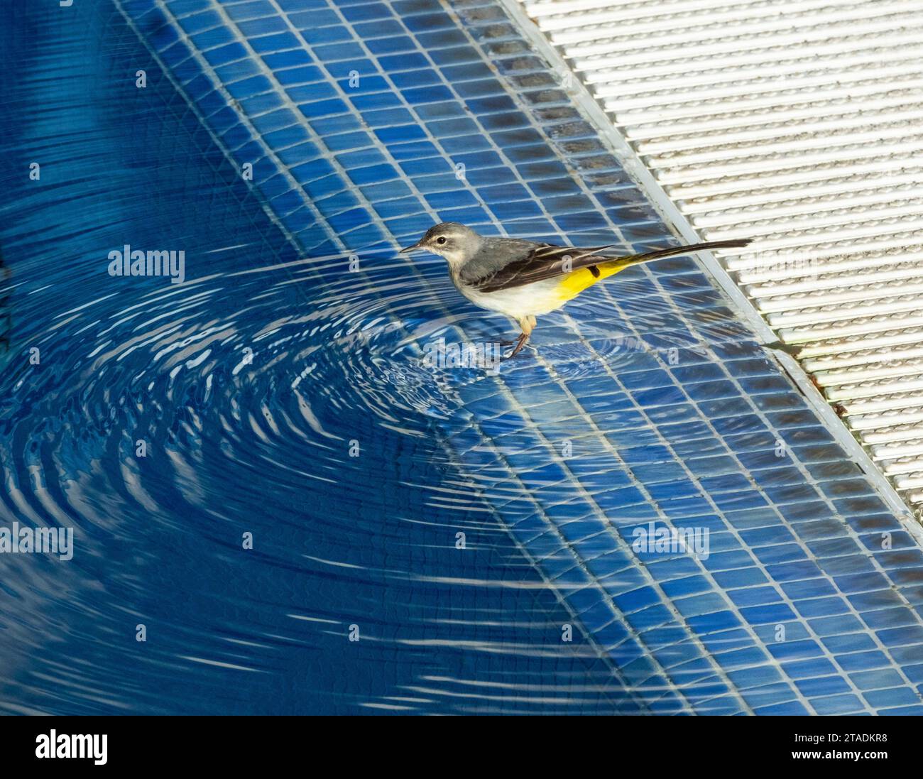 Grey Wagtail, (Motacilla cinerea) che si lavano in piscina, Paphos, Cipro. Foto Stock