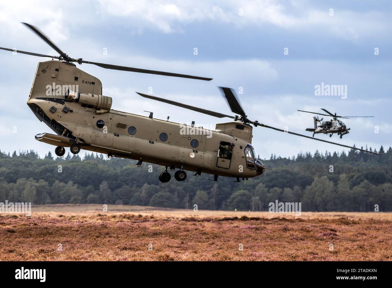 Boeing CH-47F Chinook elicottero decollante da una zona di atterraggio sotto copertura da un elicottero d'attacco AH-64D Apache. Ginkelse Heide, Paesi Bassi - Foto Stock