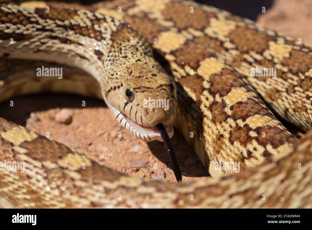 Gopher snake, organo a canne Cactus monumento nazionale, Arizona Foto Stock