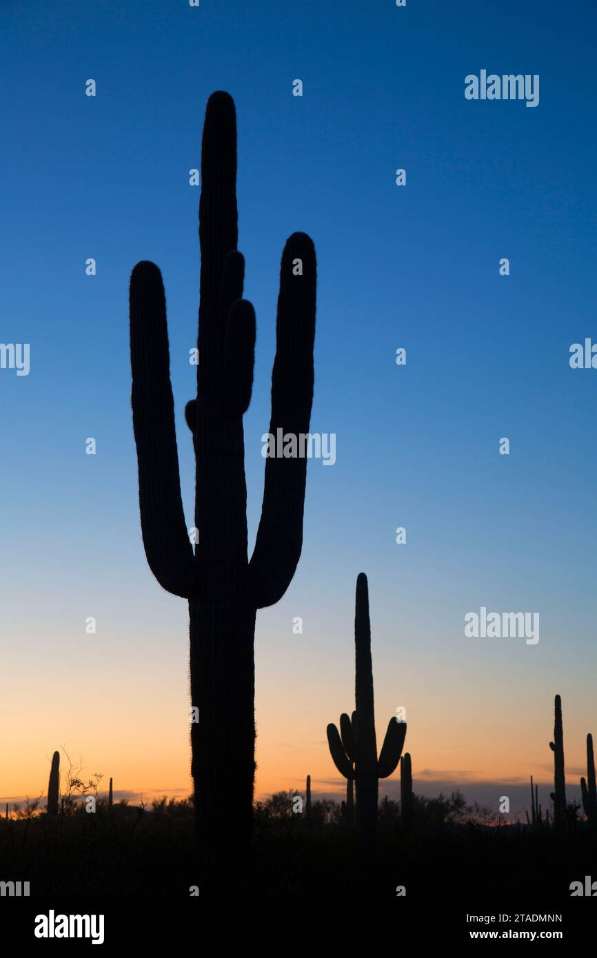 Alba del Saguaro lungo Ajo Mountain Drive, organo a canne Cactus monumento nazionale, Arizona Foto Stock