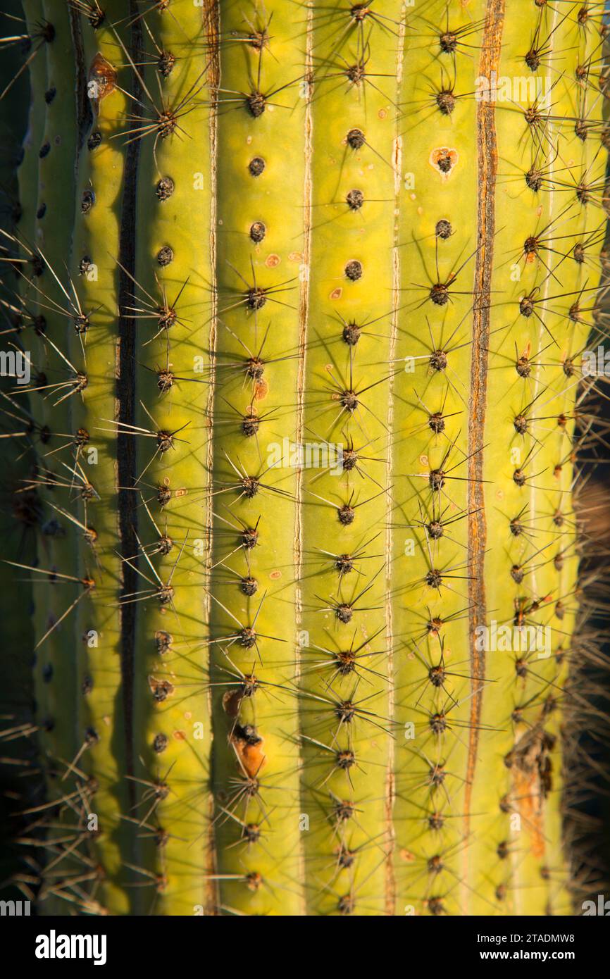 Organo a canne cactus lungo Ajo Mountain Drive, organo a canne Cactus monumento nazionale, Arizona Foto Stock