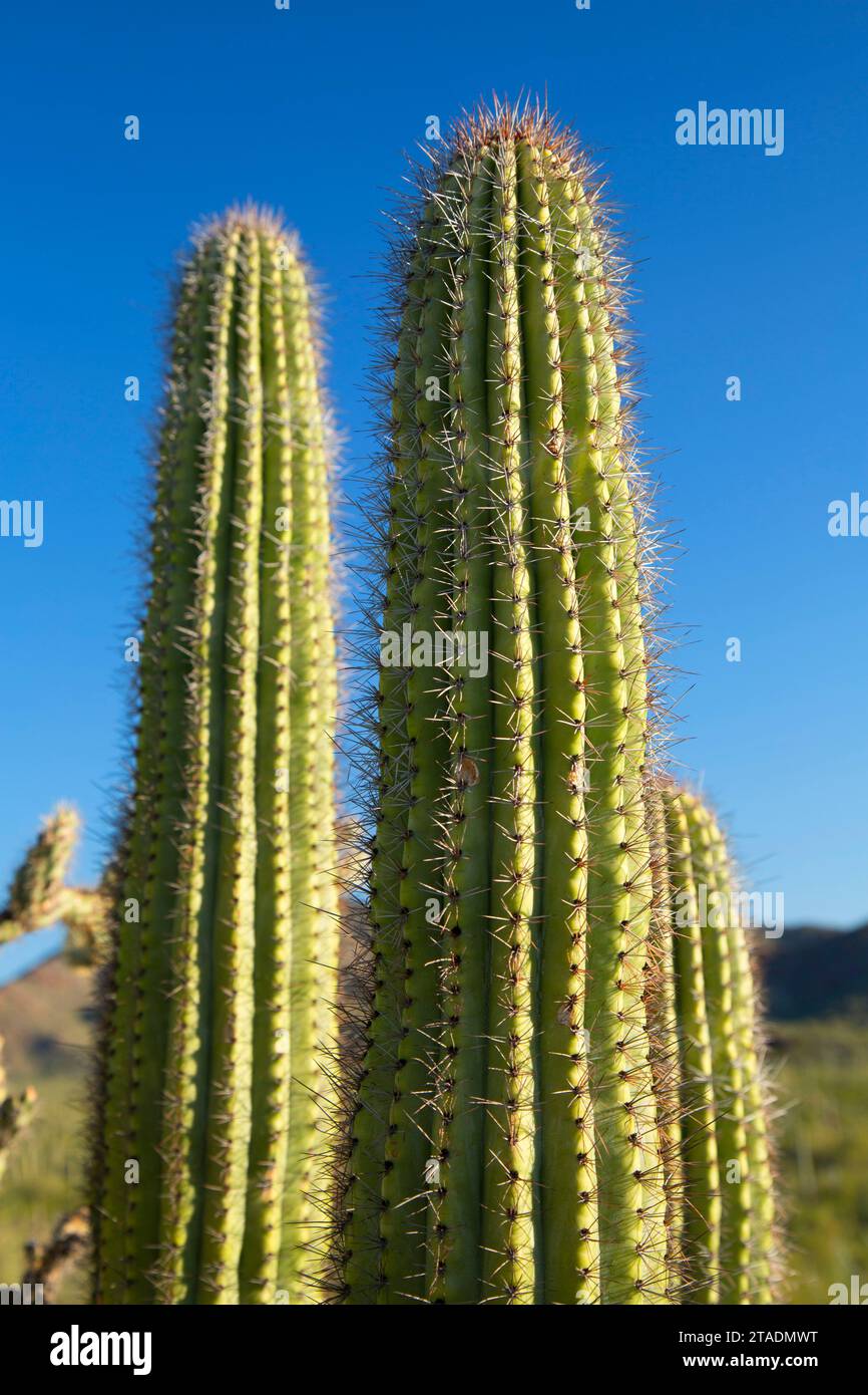 Organo a canne cactus lungo Ajo Mountain Drive, organo a canne Cactus monumento nazionale, Arizona Foto Stock