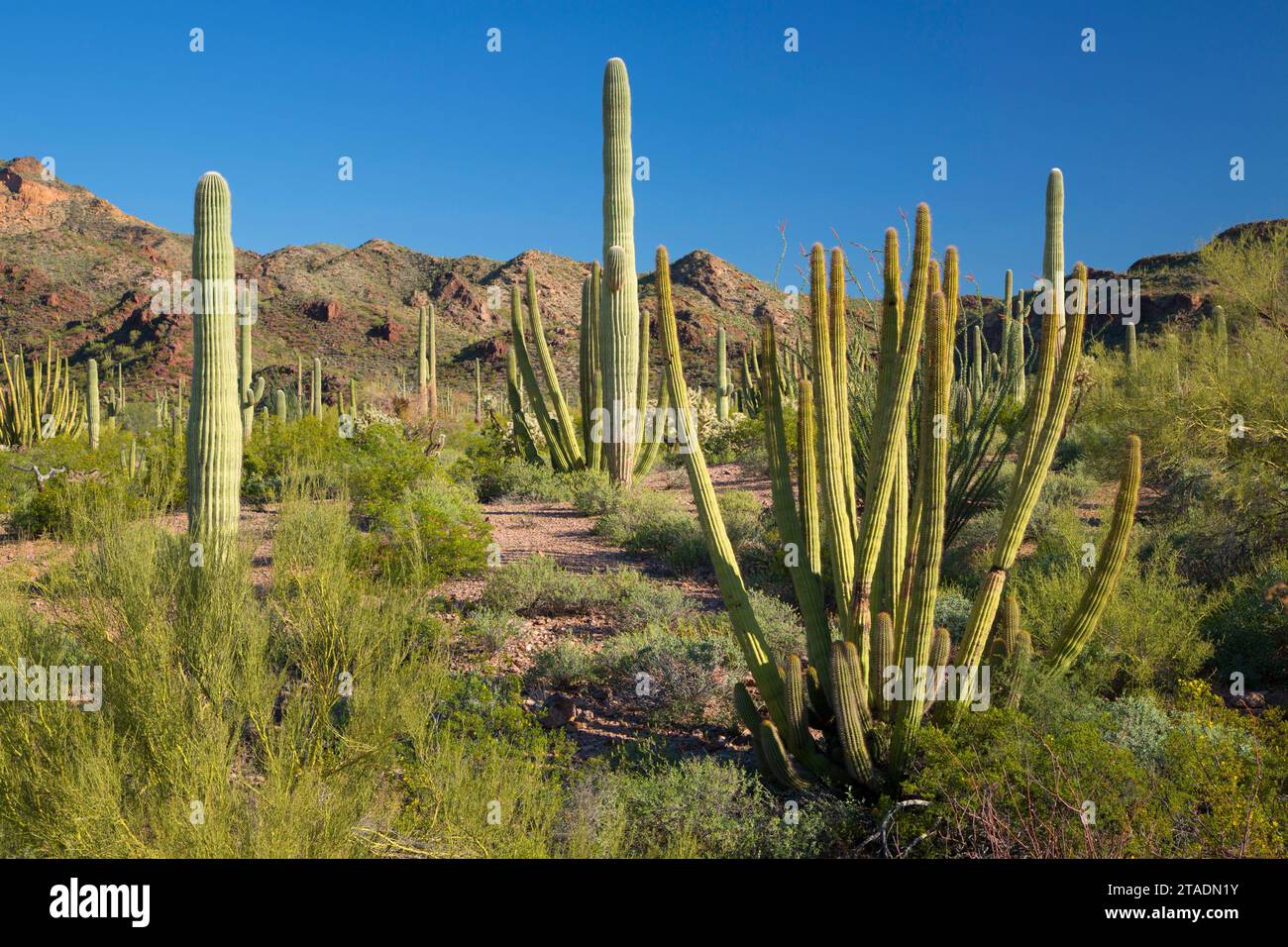 Deserto con saguaro e organo a canne cactus lungo Ajo Mountain Drive, organo a canne Cactus monumento nazionale, Arizona Foto Stock