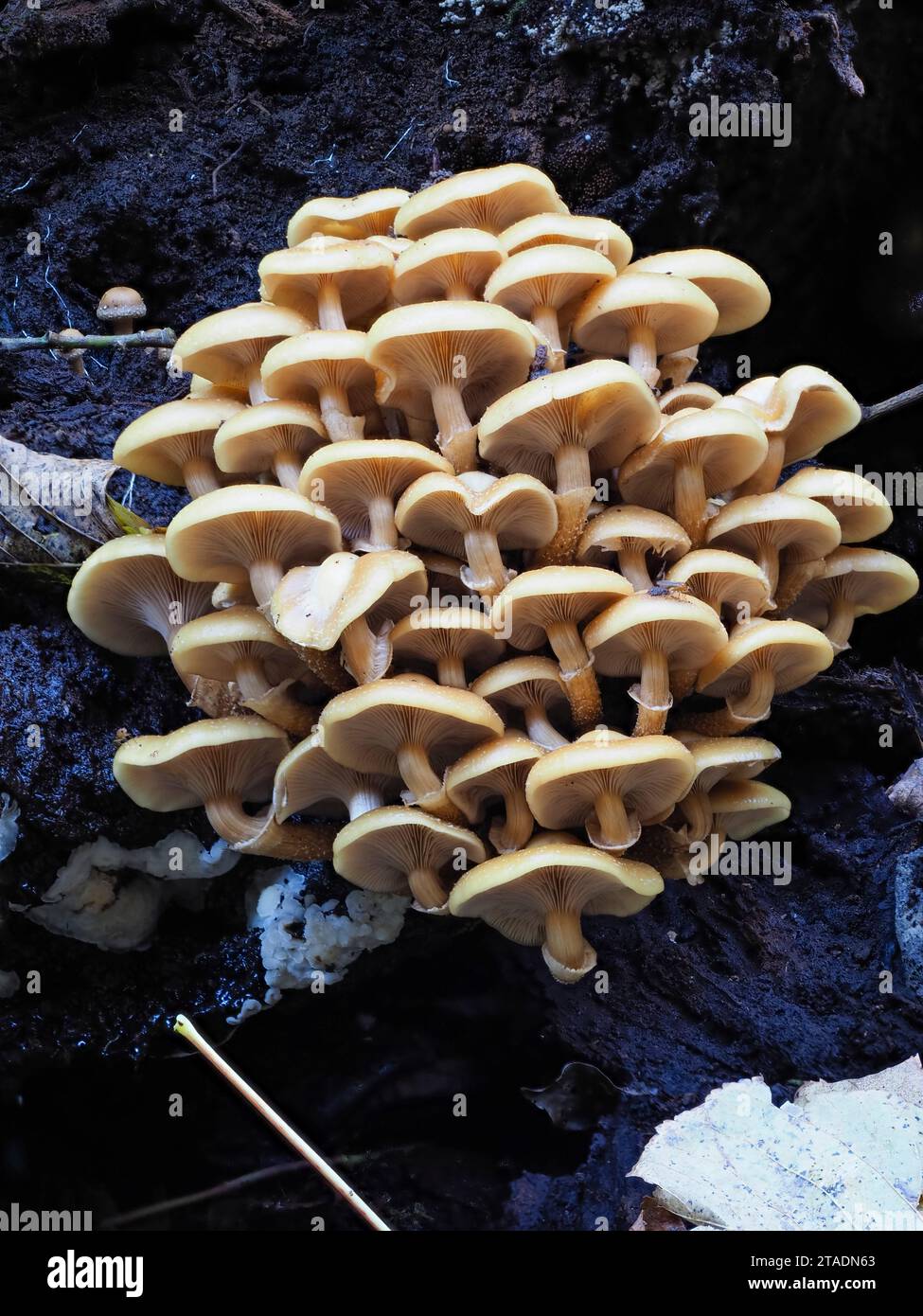 Ammasso pallido del fungo miele patogeno del marciume radice, Armillaria mellea, un fungo britannico Foto Stock