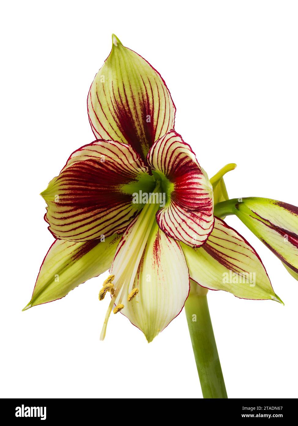 Esotici fiori verdi bianchi striati rossi della tenera farfalla amaryllis, Hippeastrum papilio, su sfondo bianco Foto Stock