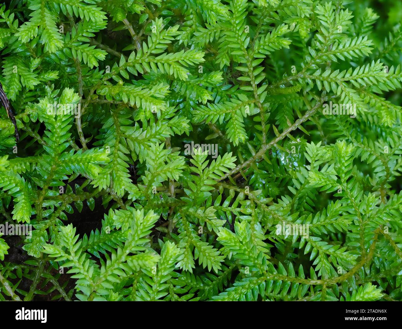 Scala come il fogliame sempreverde del robusto clubmoss, Selaginella kraussiana, in un giardino del Regno Unito Foto Stock