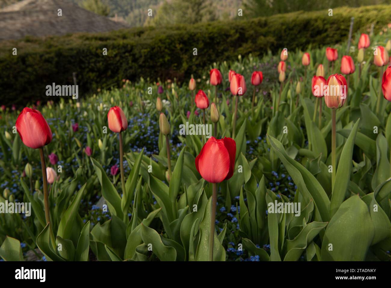 Tulipani rossi che fioriscono in un giardino in primavera Foto Stock
