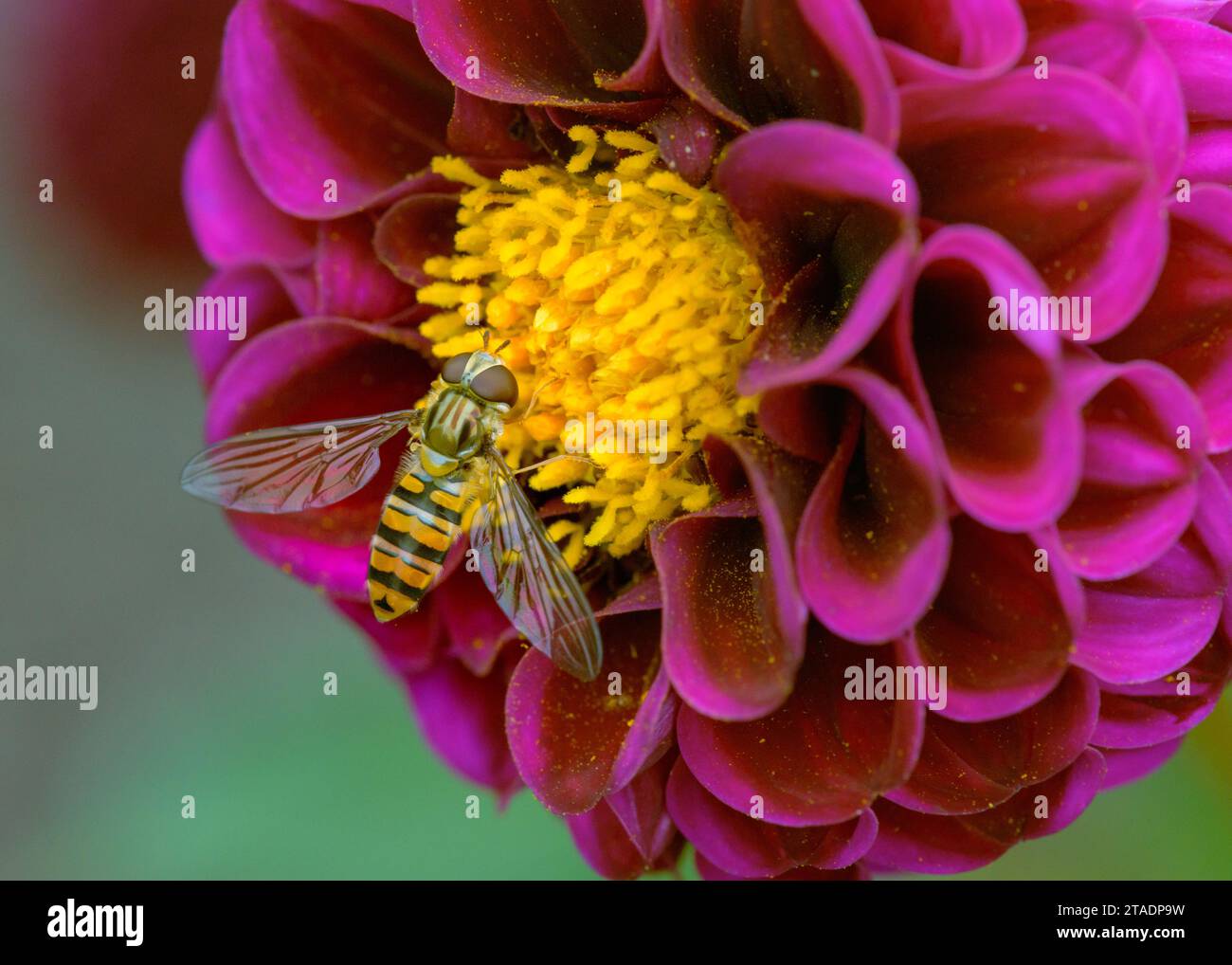 Primo piano di un hoverfly (mosca scirofila) seduto su un fiore di dahlia color magenta mentre beve nettare. Foto Stock