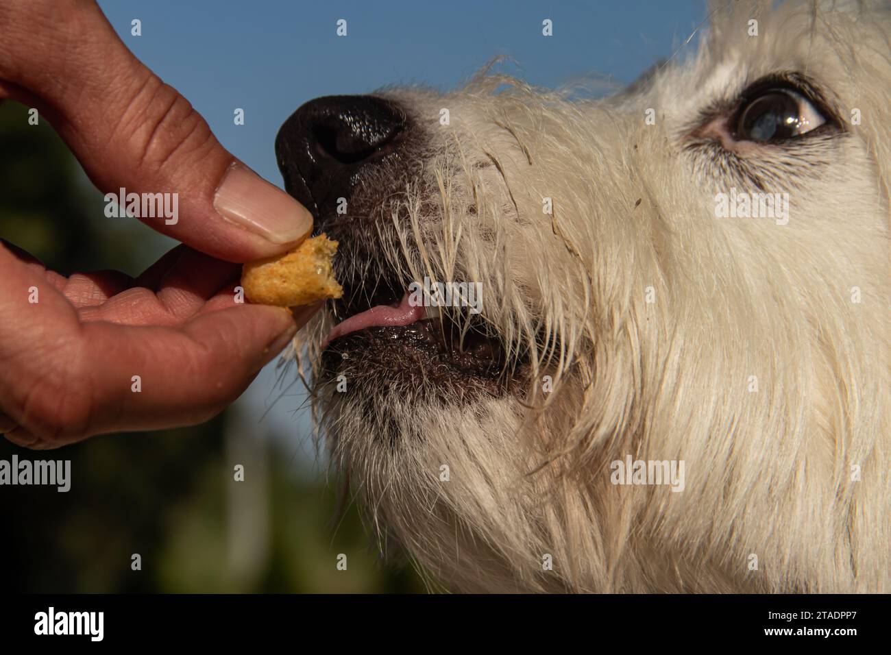 Tempo di alimentazione per il piccolo cane bianco, mano umana che mette dieta nutrizionale nella bocca dei cuccioli Foto Stock