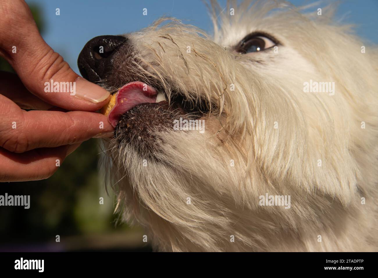 Tempo di alimentazione per il piccolo cane bianco, mano umana che mette dieta nutrizionale nella bocca dei cuccioli Foto Stock