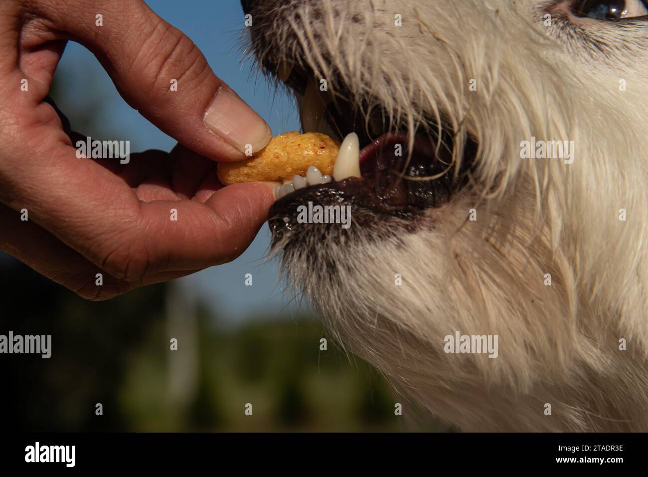 Tempo di alimentazione per il piccolo cane bianco, mano umana che mette dieta nutrizionale nella bocca dei cuccioli Foto Stock